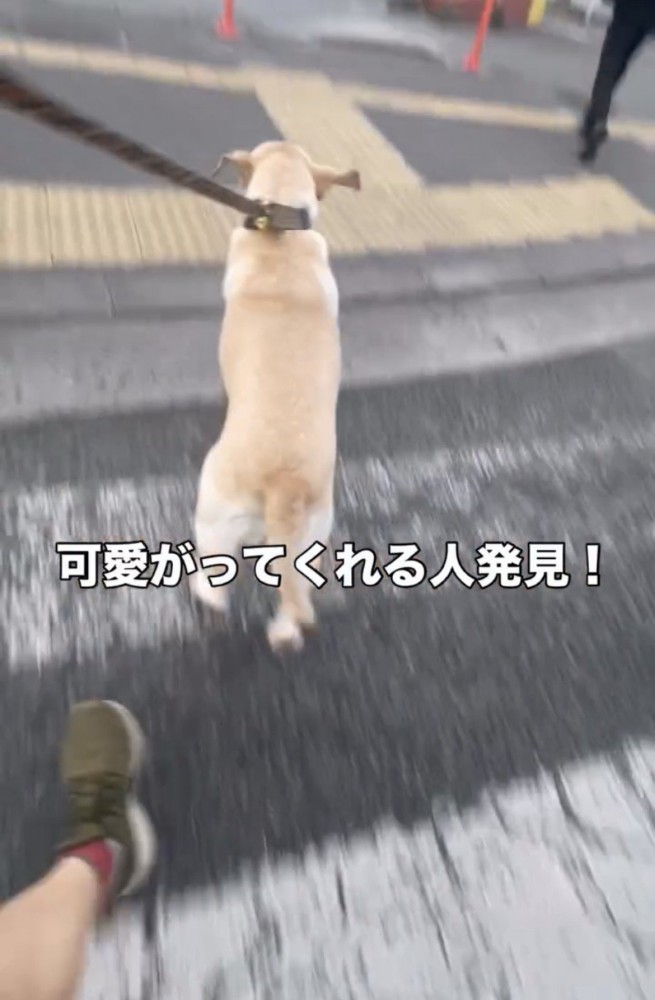 歩道側へ移動する犬