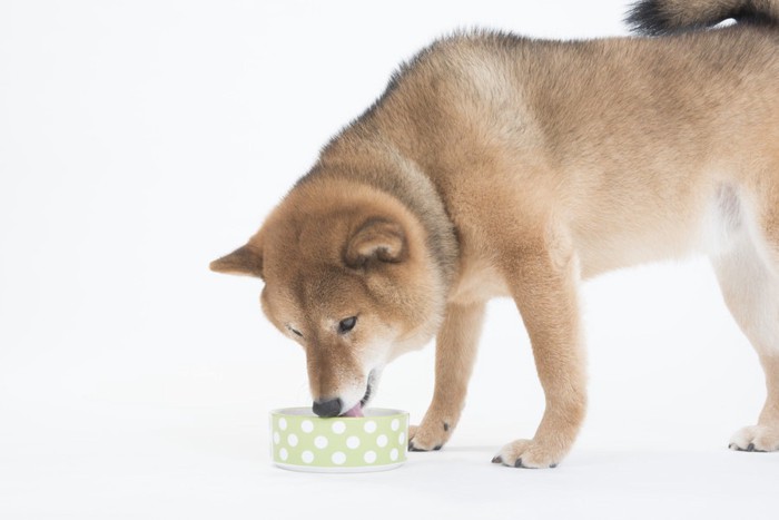 お皿と柴犬