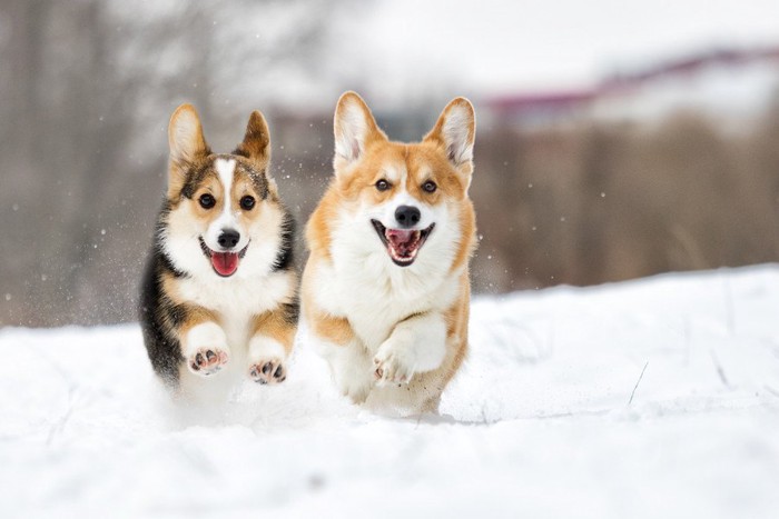 走る二匹の犬