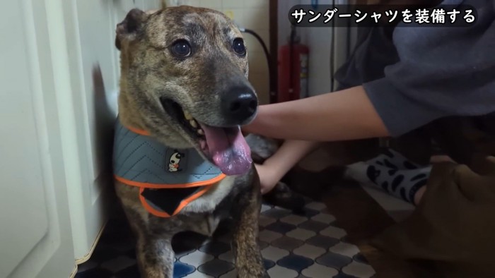 雷を怖がるりゅうさん＆励ます家族4