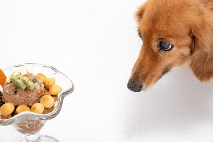 美味しそうなご飯を目の前にする犬