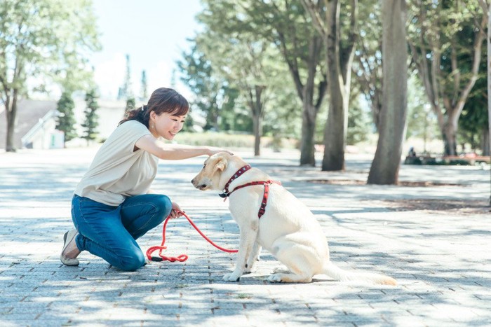 道端で褒められる犬