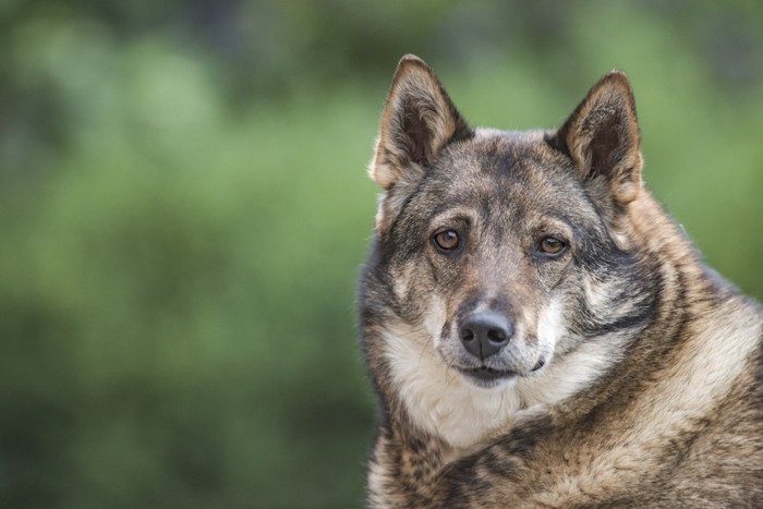 こちらを見つめるシベリアンライカ犬