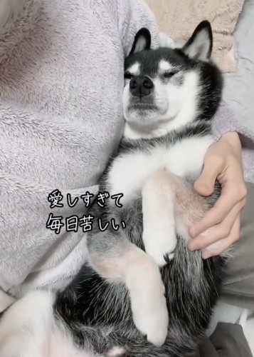 お腹を広げて寝る黒柴