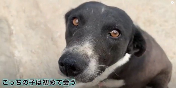 妊娠中の野良犬アップ