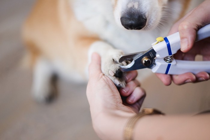 爪切り、手元アップ