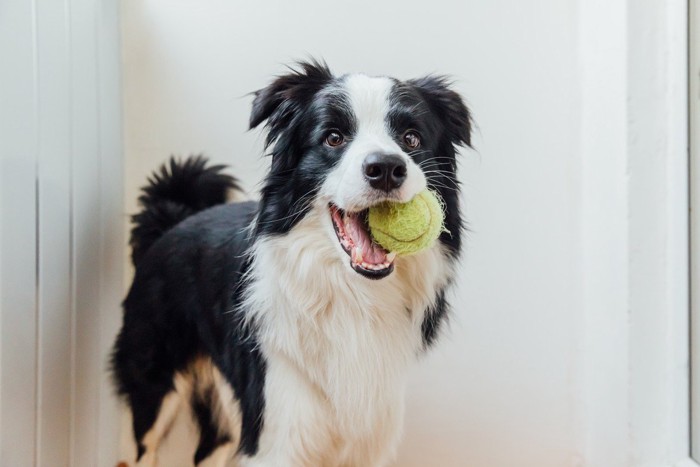 ボールをくわえている犬