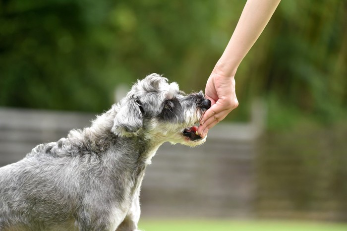 女性と犬とフード