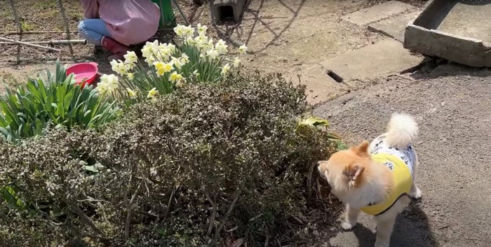 植物の隙間から飼い主母を見つめる犬