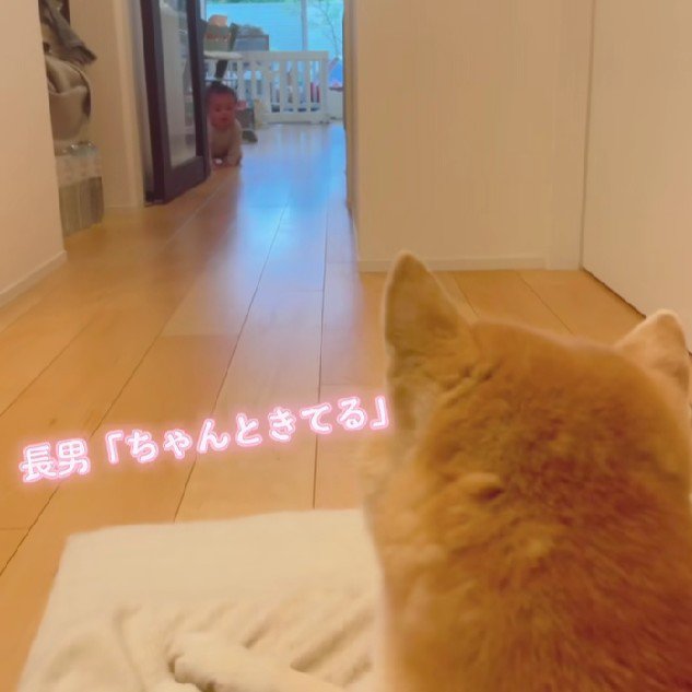 赤ちゃんはハイハイを練習中