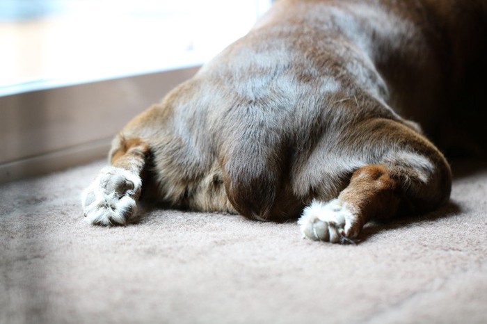 犬のお尻