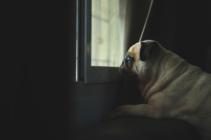 暗い部屋から外を見る犬