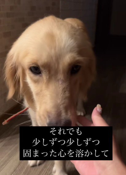 もう一度人間を信じたい…