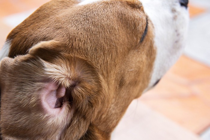 炎症を起こした犬の耳