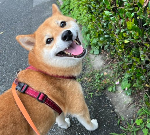 柴犬