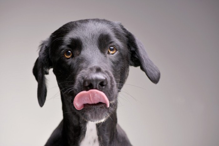 舌なめずりする黒い犬