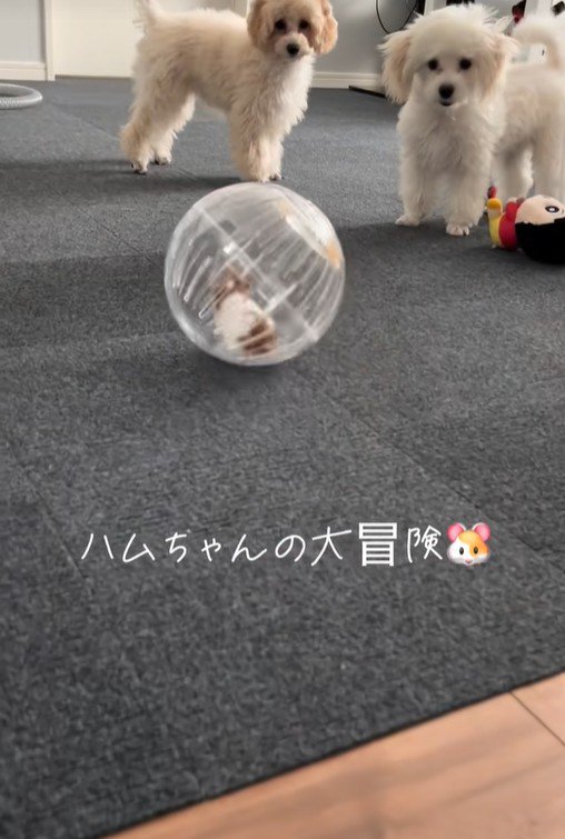 冒険中のハムスターとワンコたち7