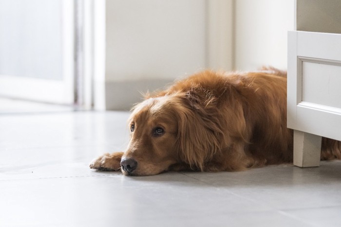 寂しそうに床に伏せる犬