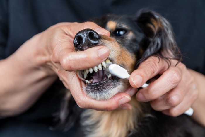 歯磨きを嫌がる犬