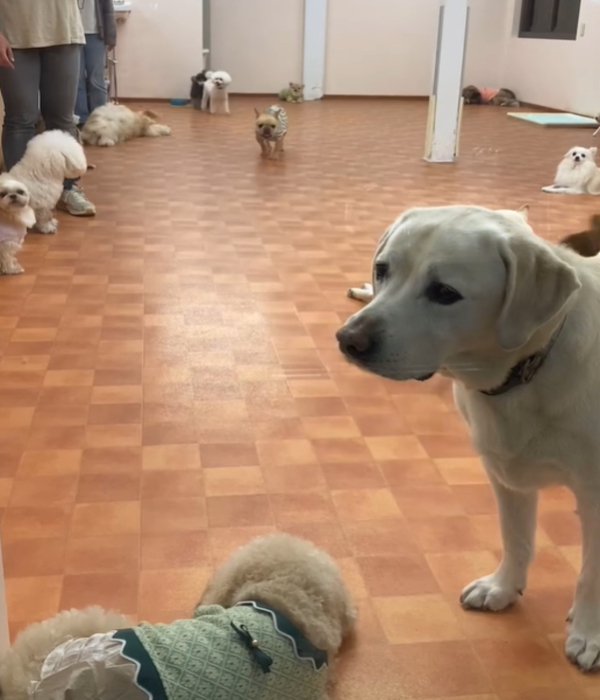 起き上がる犬