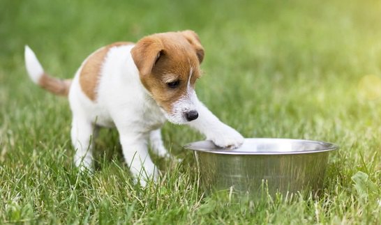 お皿に足を掛けている犬