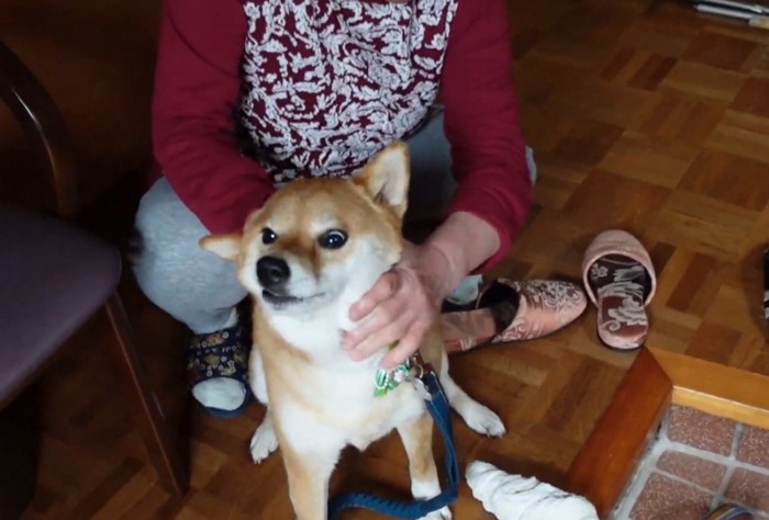 おばあちゃんに駆け寄る柴犬