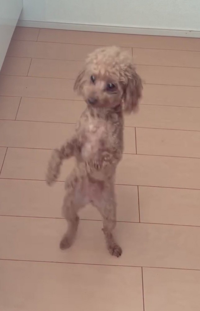 こちらを見ながら立つ犬