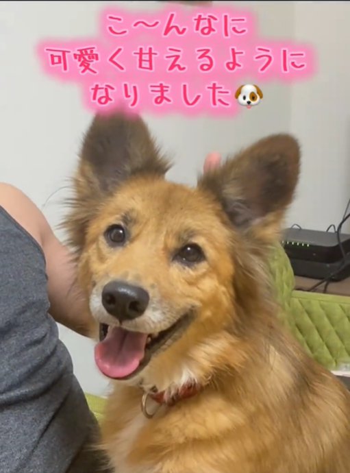 笑顔の犬1