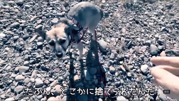 石の上に佇む犬