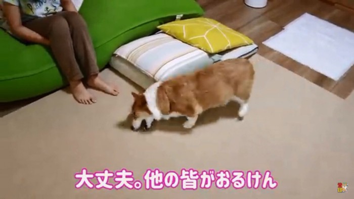 スリゴロするはなちゃん