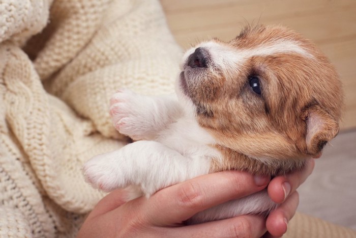 飼い主に抱かれる子犬