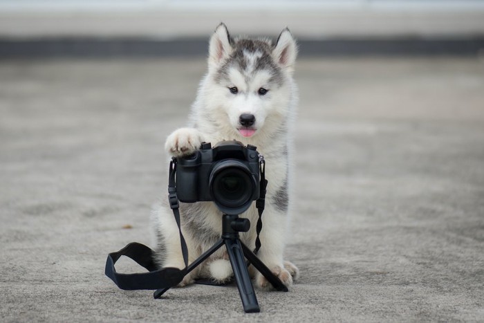 カメラを構える子犬