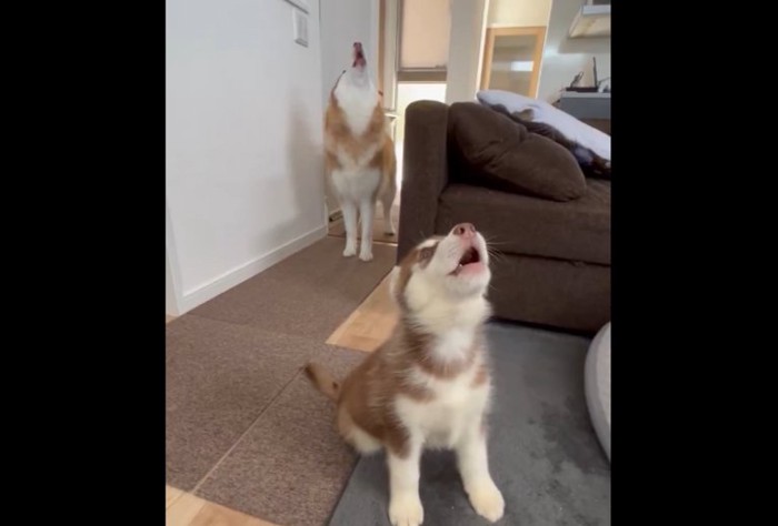 真似