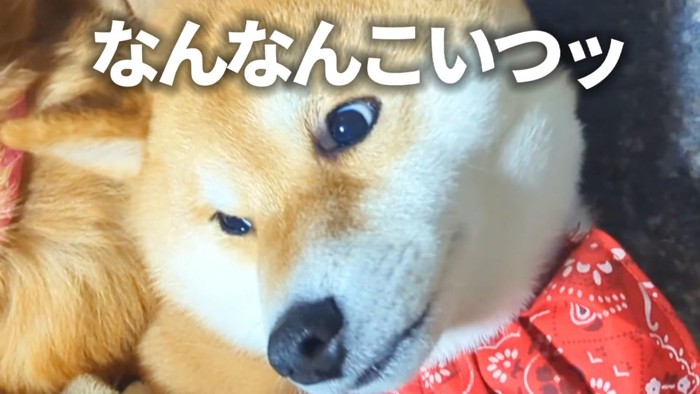 枕を奪われたスティーブくん6