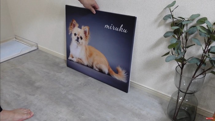 フォトパネルを飾った時のみるくちゃん4