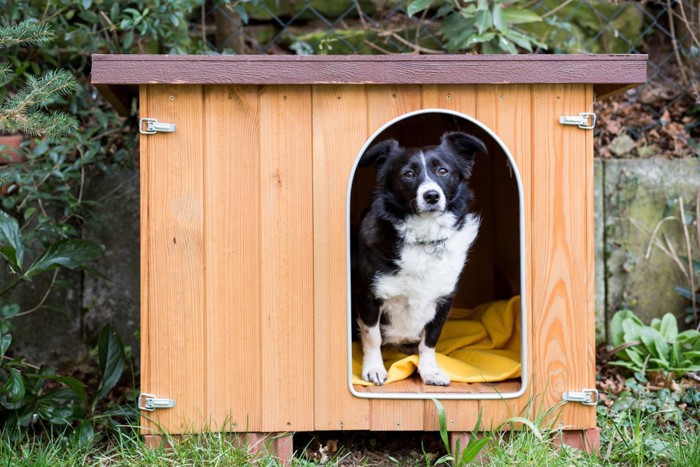 犬小屋