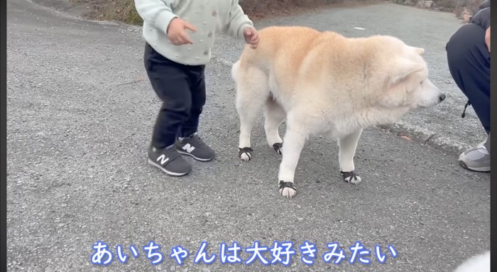 柴犬を触ってはしゃぐ男の子