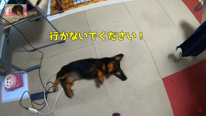 飼い主さんの外出を止める鼻ちゃん