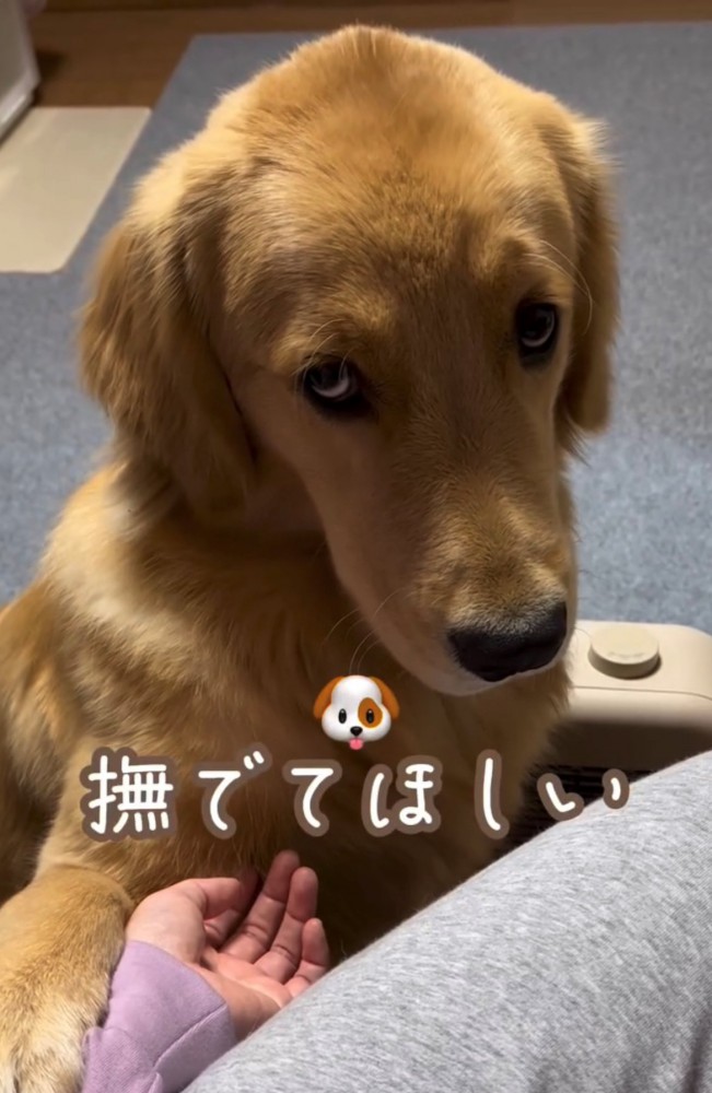 上目遣いをする犬