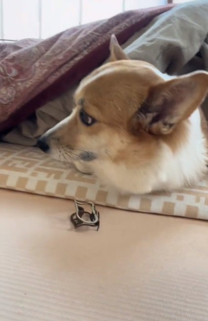 布団をはがされたラムちゃん