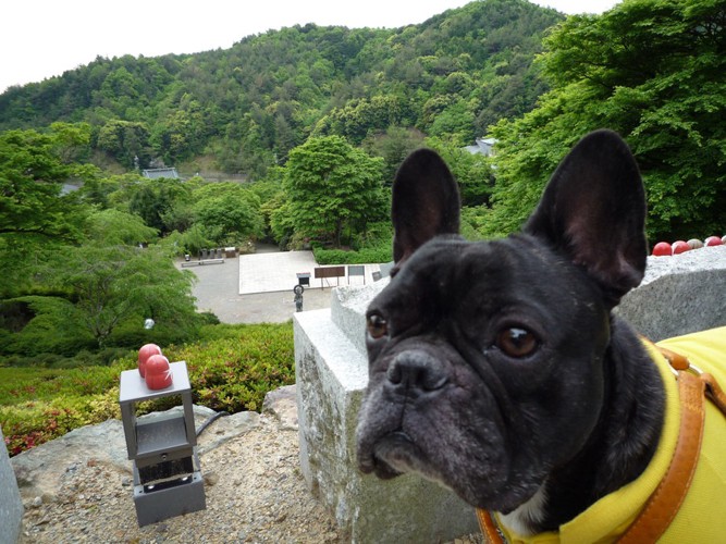 犬と寺 フレンチブルドッグ