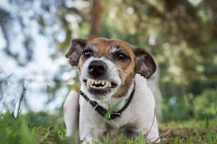 威嚇する犬の顔のアップ