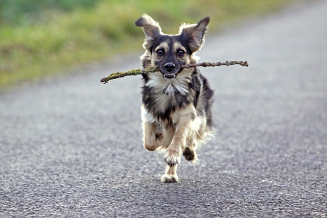 木の枝をくわえた犬