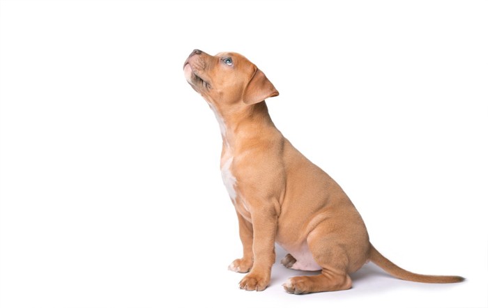 白背景で座って上を見上げている犬