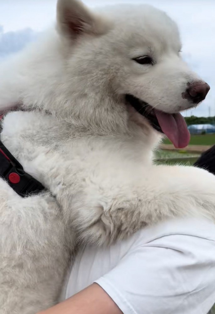 おんぶしてもらう大型犬9