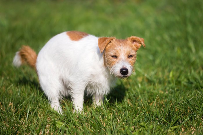 ウンチをする犬