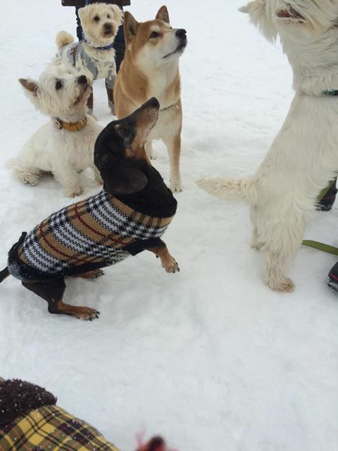 サッカーボールと犬