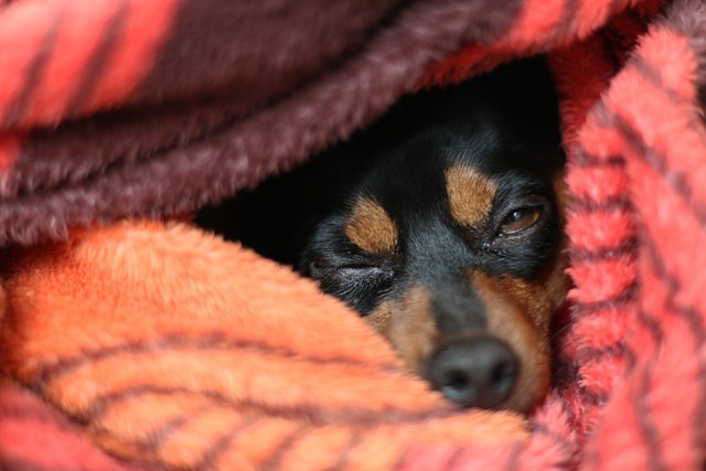 毛布にもぐる犬