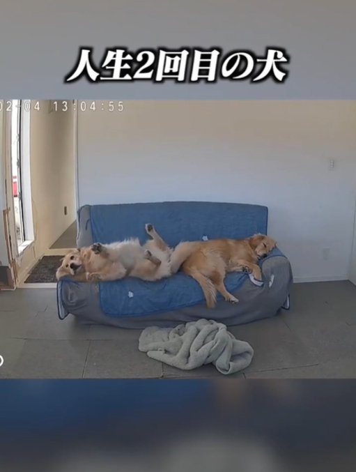 寝ている2匹の犬1