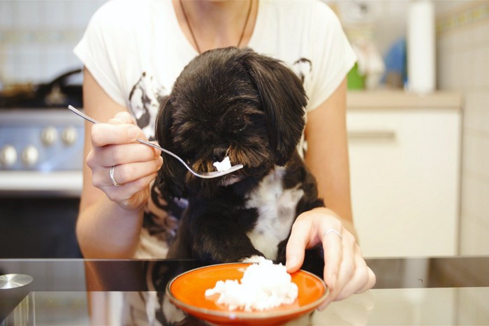 犬にフォークでご飯を与えようとする人